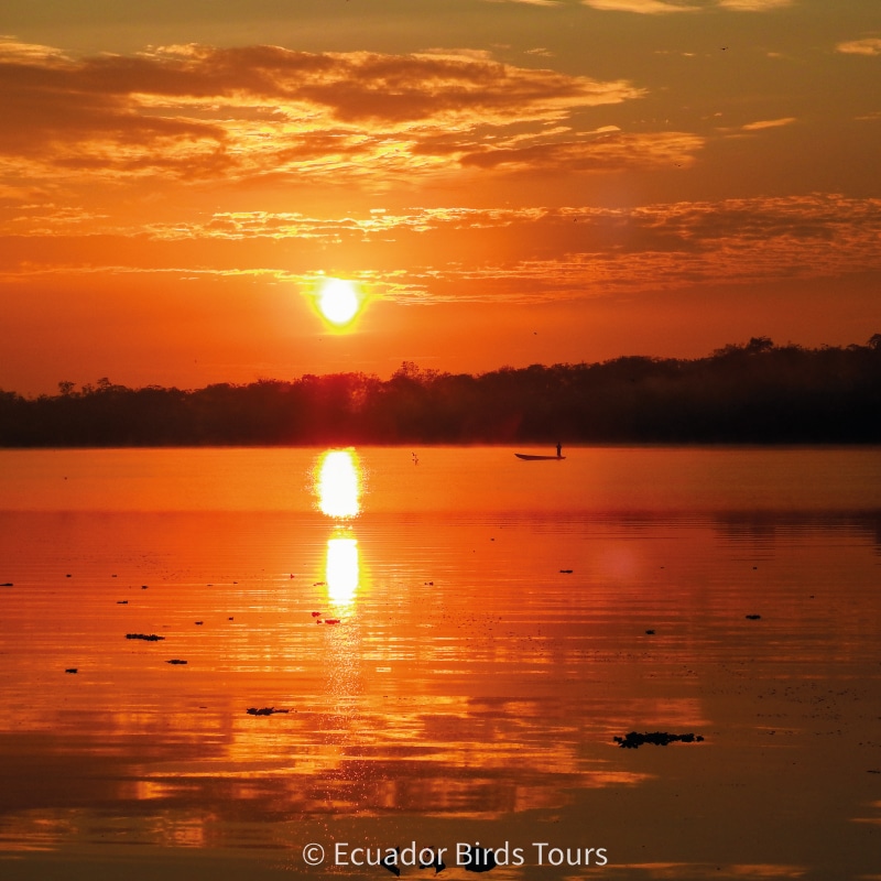 limoncocha and yasuni national park photo tours by ecuador birds tours (1)