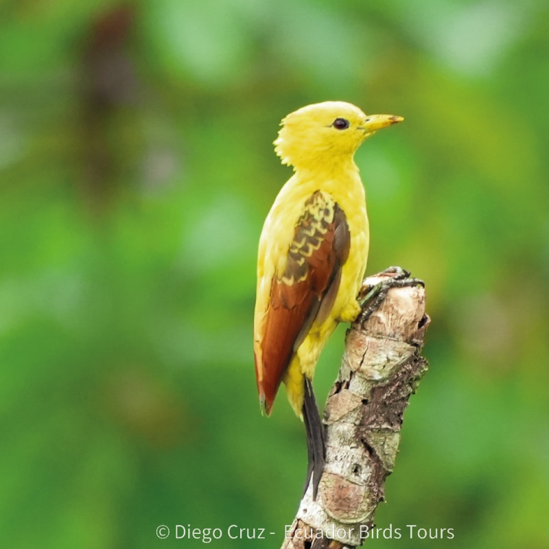 limoncocha and yasuni national park photo tours by ecuador birds tours (15)