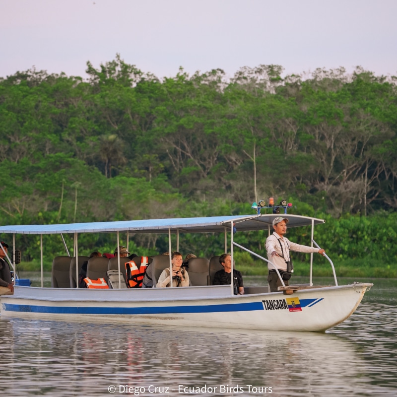 limoncocha and yasuni national park photo tours by ecuador birds tours (39)
