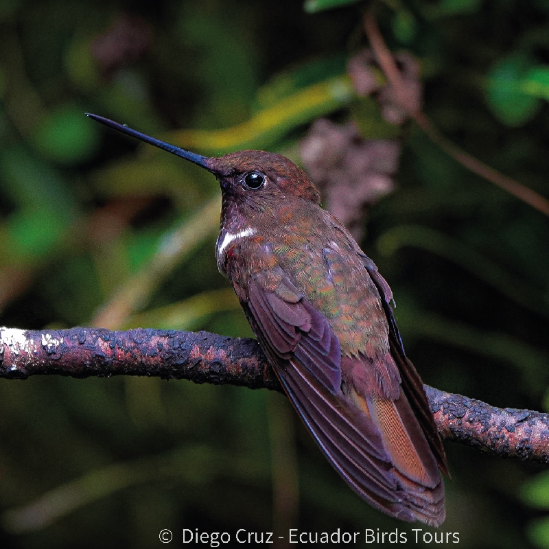 mindo birds tours by ecuador birds tours (11)