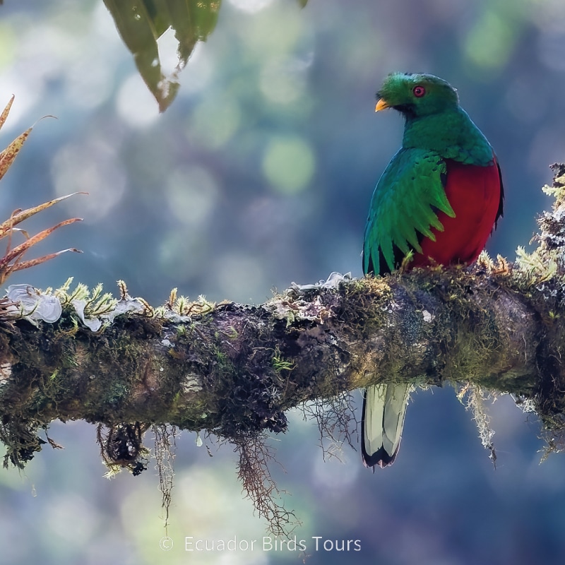 mindo birds tours by ecuador birds tours (20)