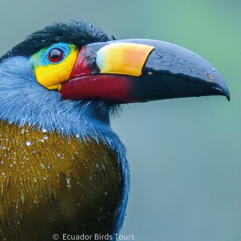 mindo birds tours by ecuador birds tours (22)