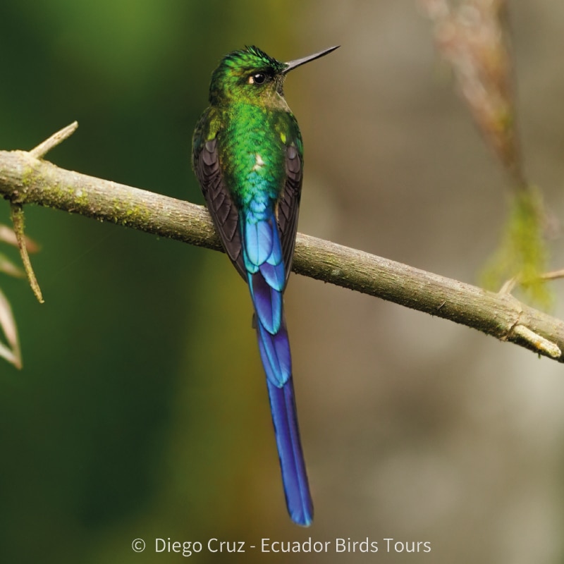 mindo birds tours by ecuador birds tours (43)