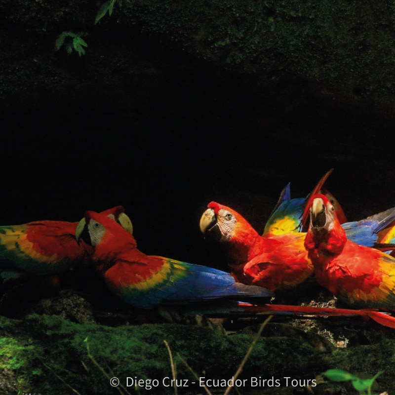napo wildlife center birding lodge by ecuador bird tour (20)
