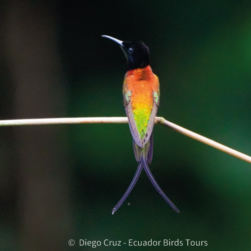 napo wildlife center birding lodge by ecuador bird tour (5)