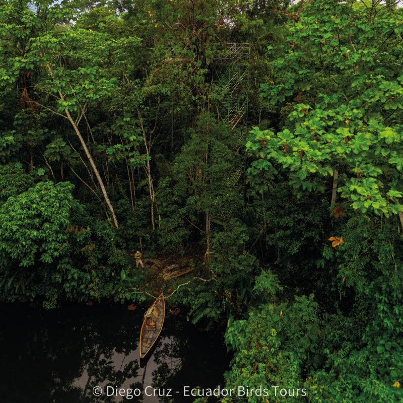 napo wildlife center birding lodge by ecuador bird tour (8)