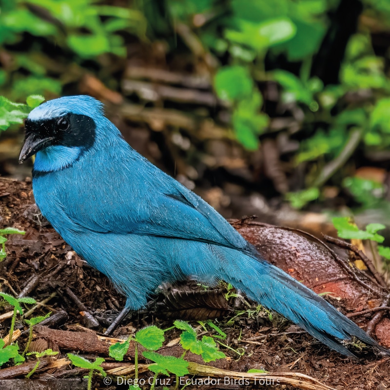 san isidro lodge birding by ecuador birds tours (10)