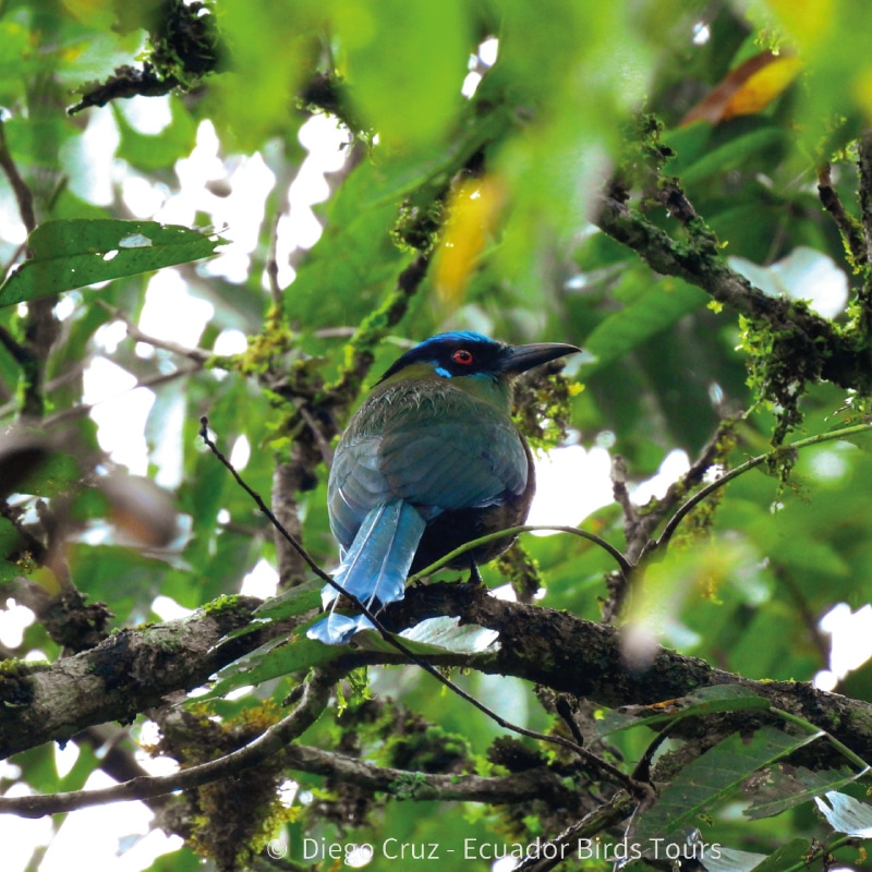 san isidro lodge birding by ecuador birds tours (11)