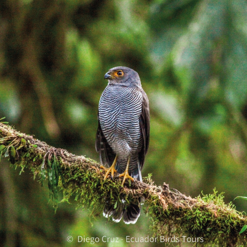 san isidro lodge birding by ecuador birds tours (14)