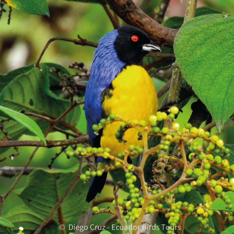 san isidro lodge birding by ecuador birds tours (16)
