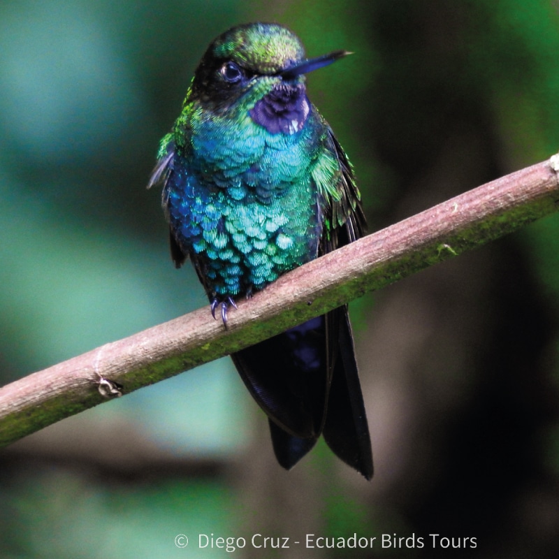 san isidro lodge birding by ecuador birds tours (3)