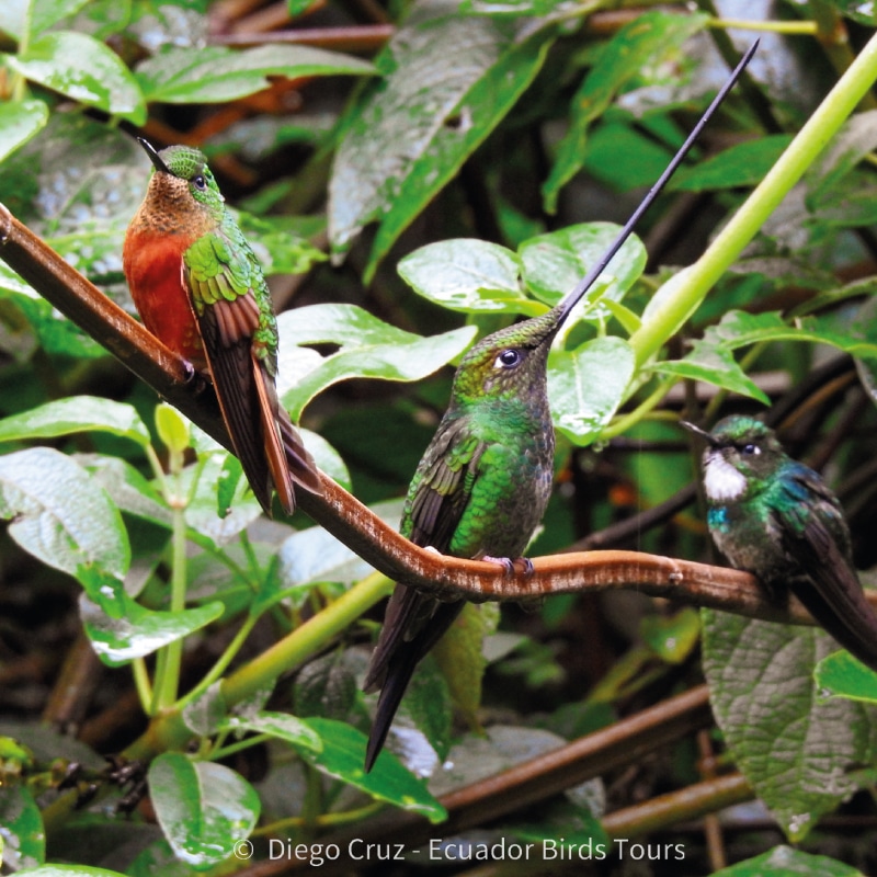 san isidro lodge birding by ecuador birds tours (8)
