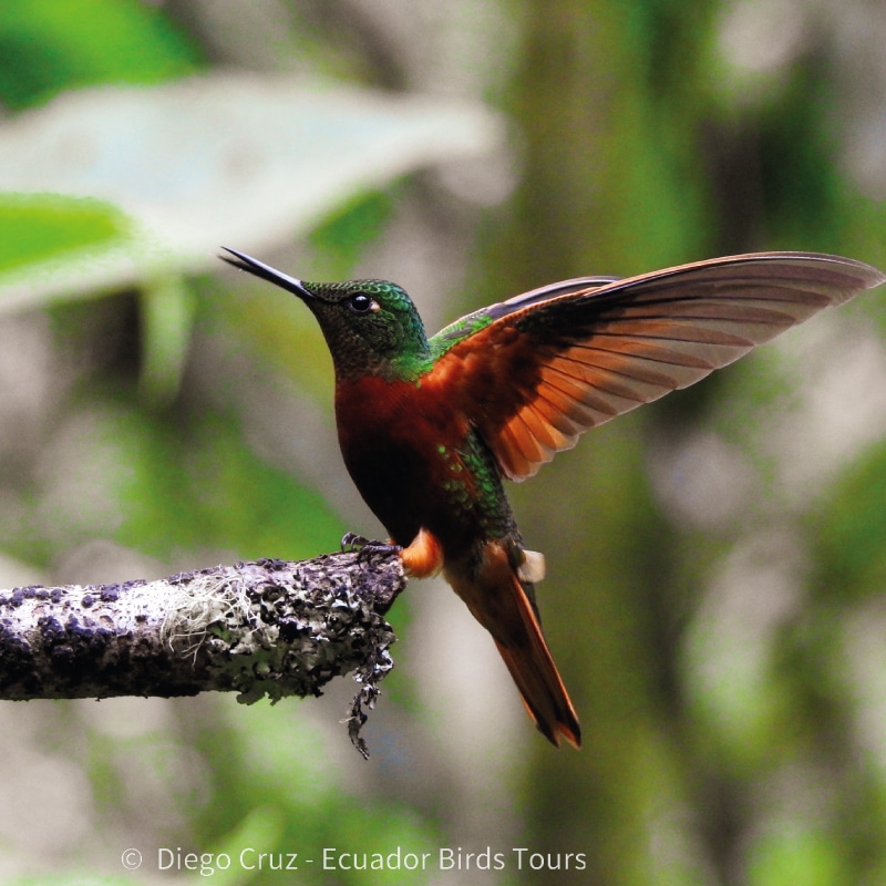 san isidro lodge birding by ecuador birds tours (9)
