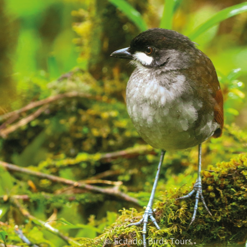southern birding tours in ecuador by ecuador birds tours (13)