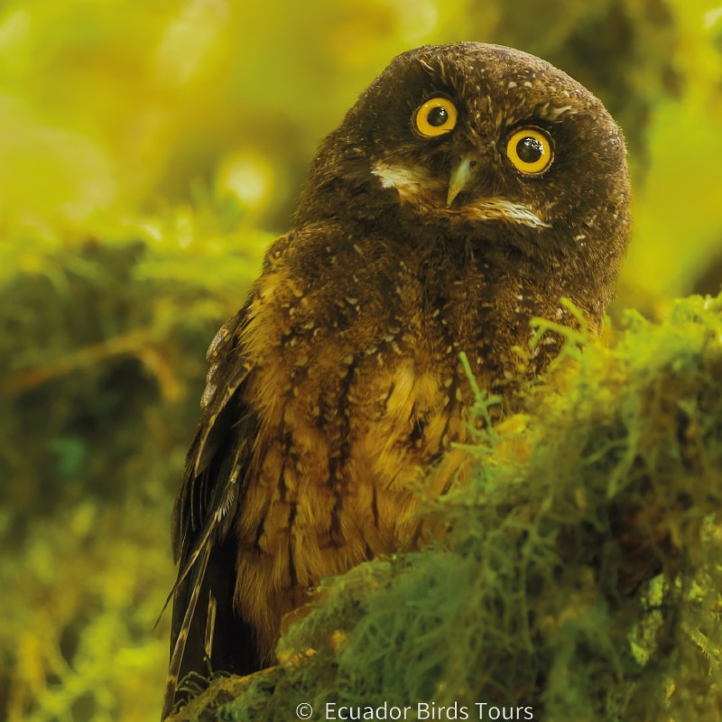 southern birding tours in ecuador by ecuador birds tours (14)