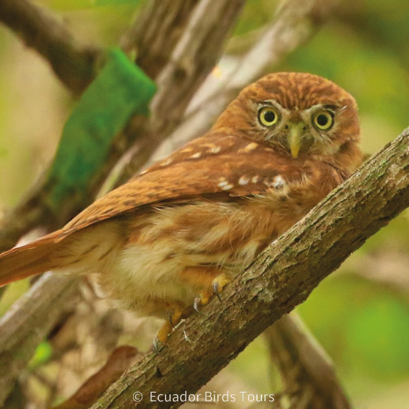 southern birding tours in ecuador by ecuador birds tours (18)