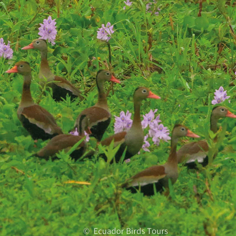 southern birding tours in ecuador by ecuador birds tours (2)