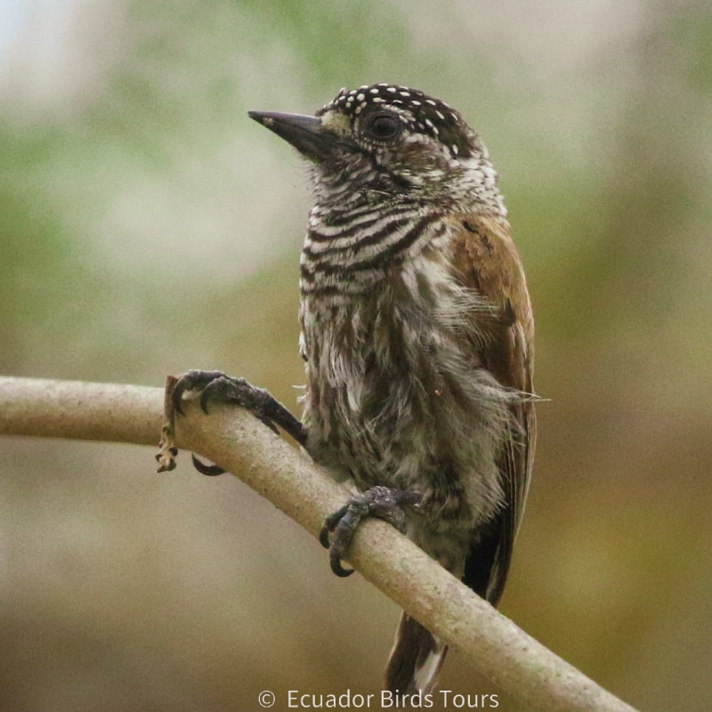 southern birding tours in ecuador by ecuador birds tours (20)