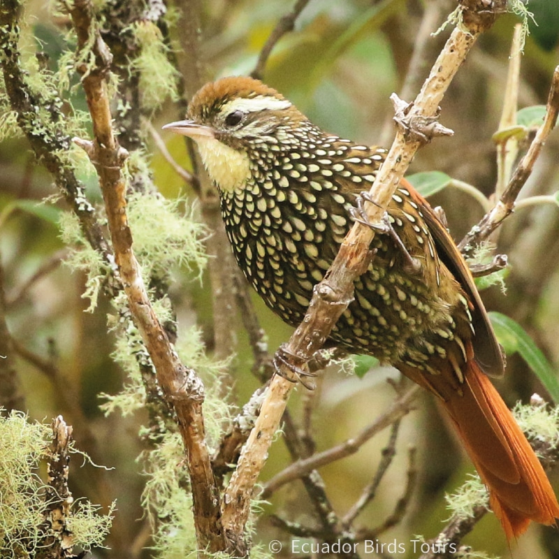 southern birding tours in ecuador by ecuador birds tours (4)