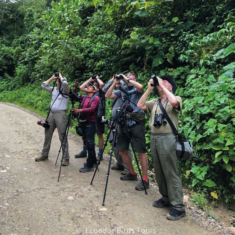 southern birding tours in ecuador by ecuador birds tours (7)