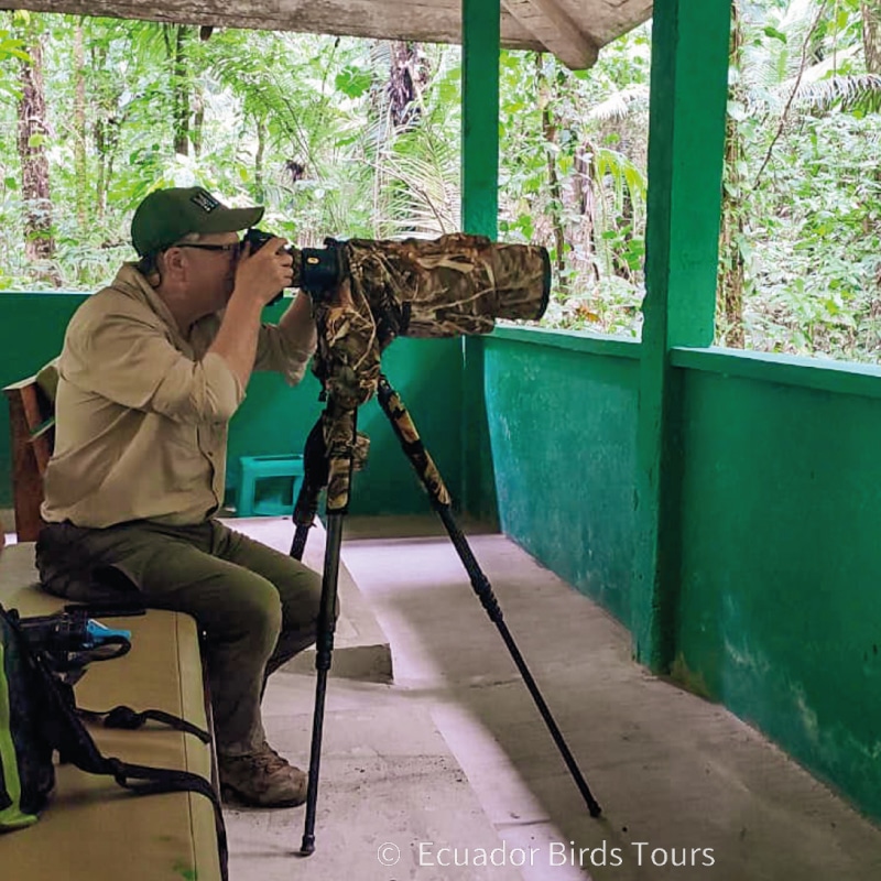 southern birding tours in ecuador by ecuador birds tours (9)