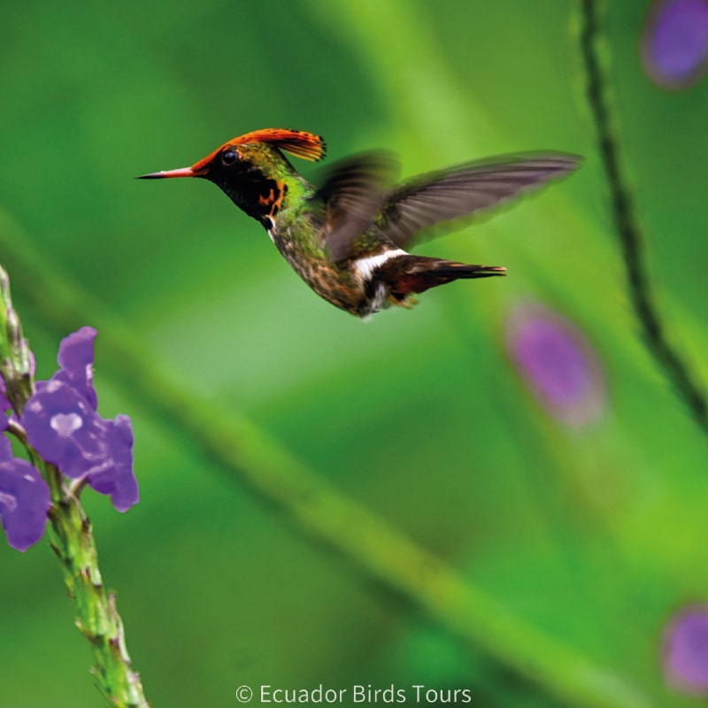 southern birdwatching photography tours in ecuador by ecuador birds tours (16)