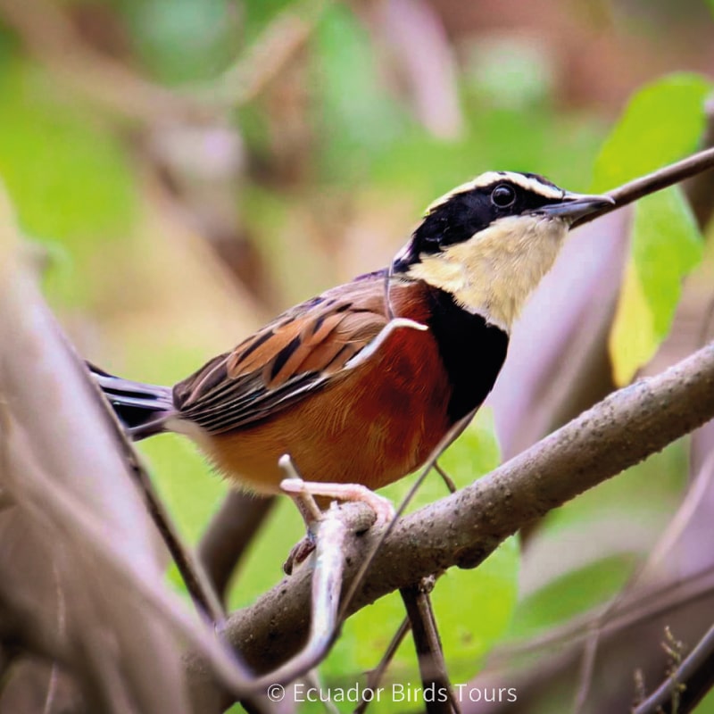 southern birdwatching photography tours in ecuador by ecuador birds tours (18)