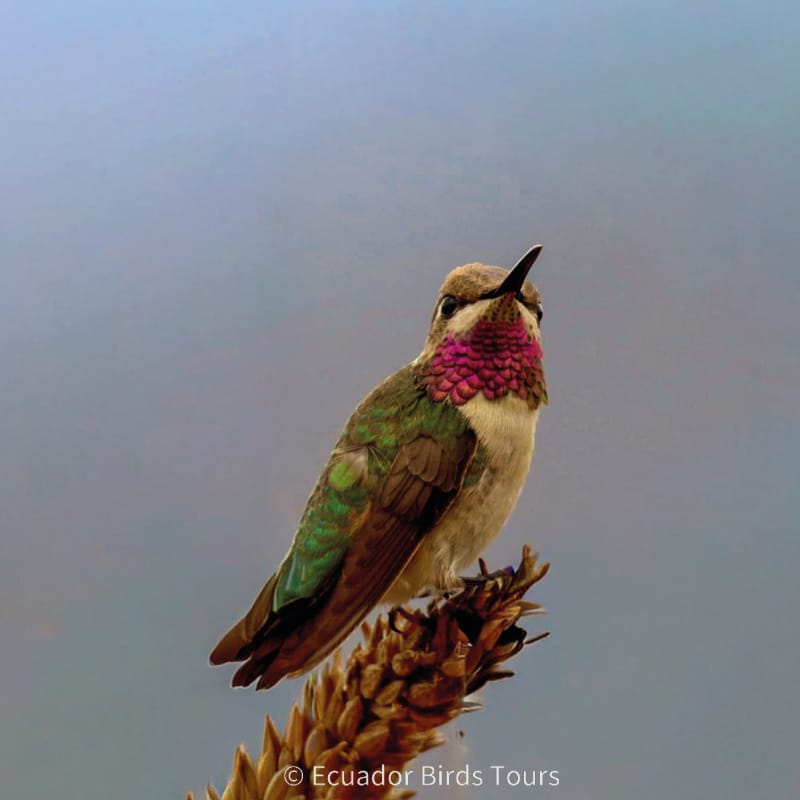 southern birdwatching photography tours in ecuador by ecuador birds tours (19)