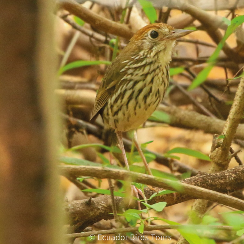 southern birdwatching photography tours in ecuador by ecuador birds tours (2)