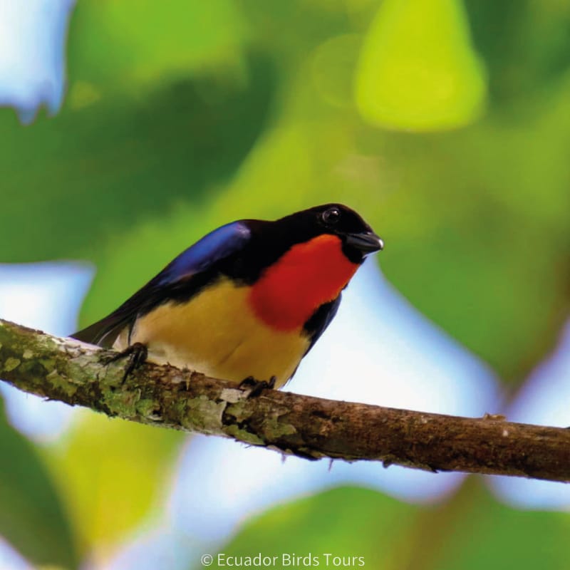 southern birdwatching photography tours in ecuador by ecuador birds tours (21)