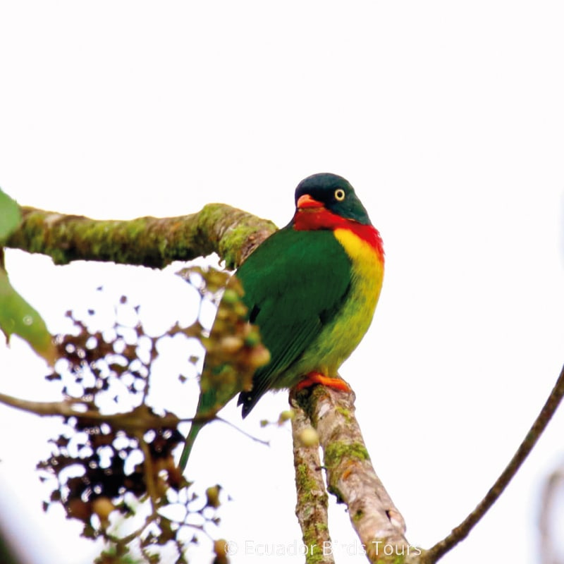 southern birdwatching photography tours in ecuador by ecuador birds tours (22)