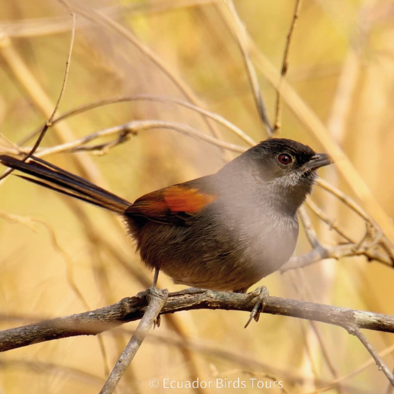 southern birdwatching photography tours in ecuador by ecuador birds tours (24)