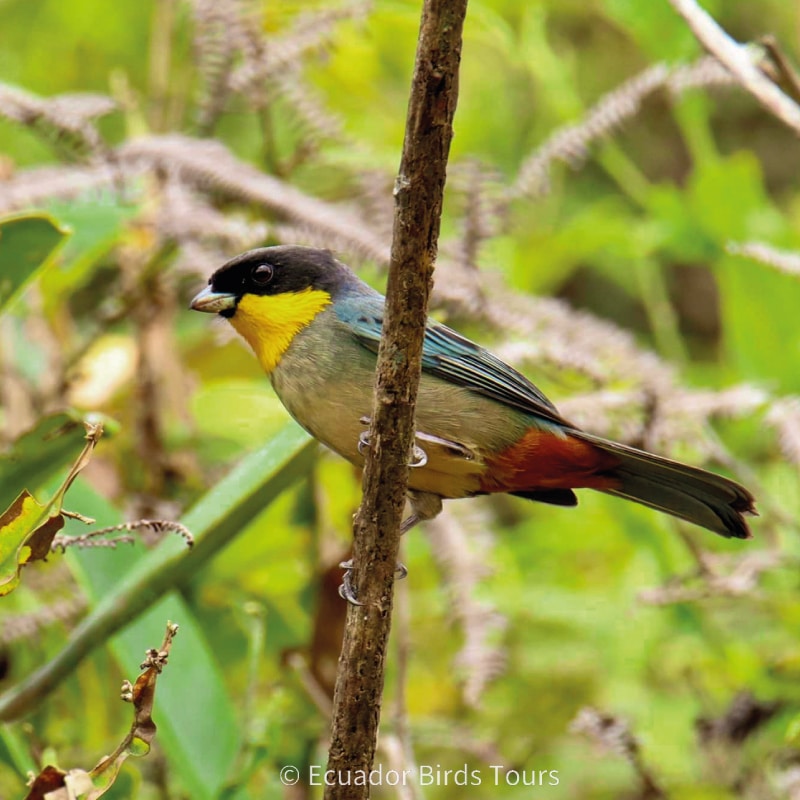 southern birdwatching photography tours in ecuador by ecuador birds tours (27)