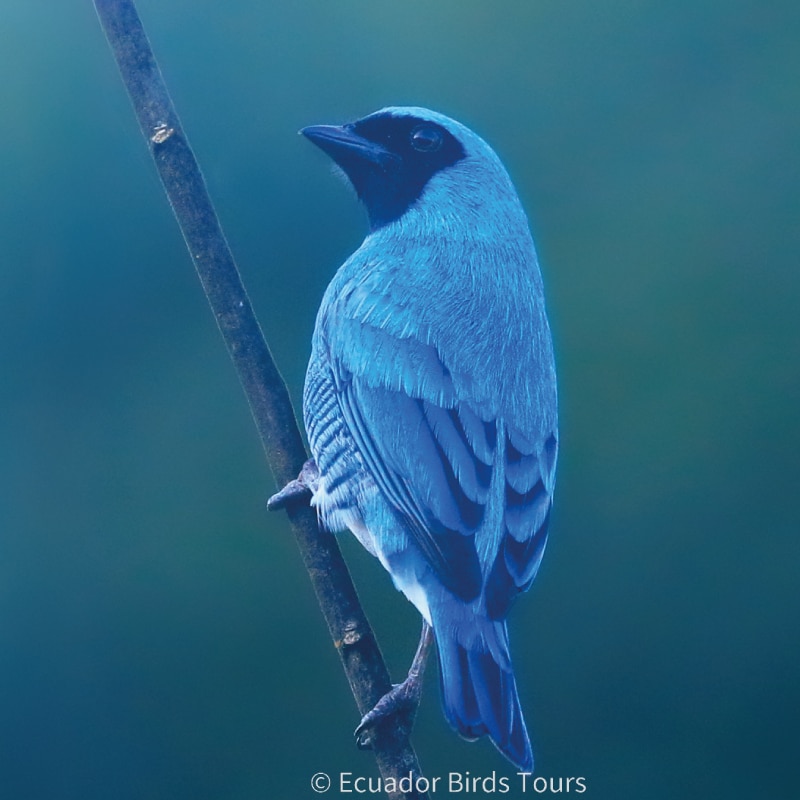southern birdwatching photography tours in ecuador by ecuador birds tours (40)