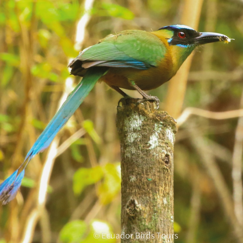 southern birdwatching photography tours in ecuador by ecuador birds tours (45)