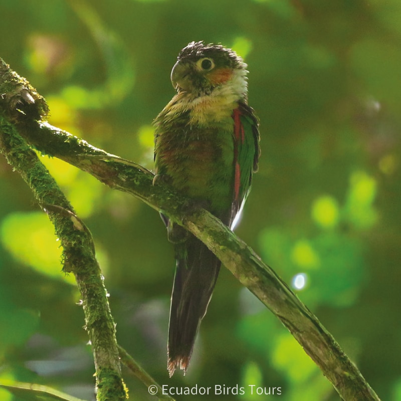 southern birdwatching photography tours in ecuador by ecuador birds tours (5)