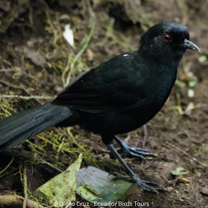 wild sumaco birding by ecuador birds tours (2)