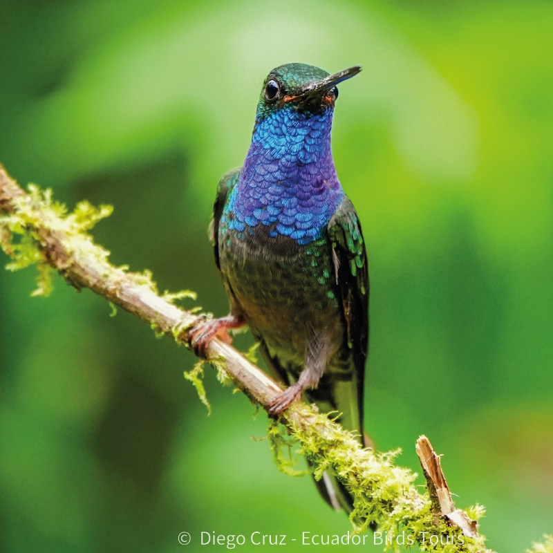 wild sumaco birding by ecuador birds tours 2