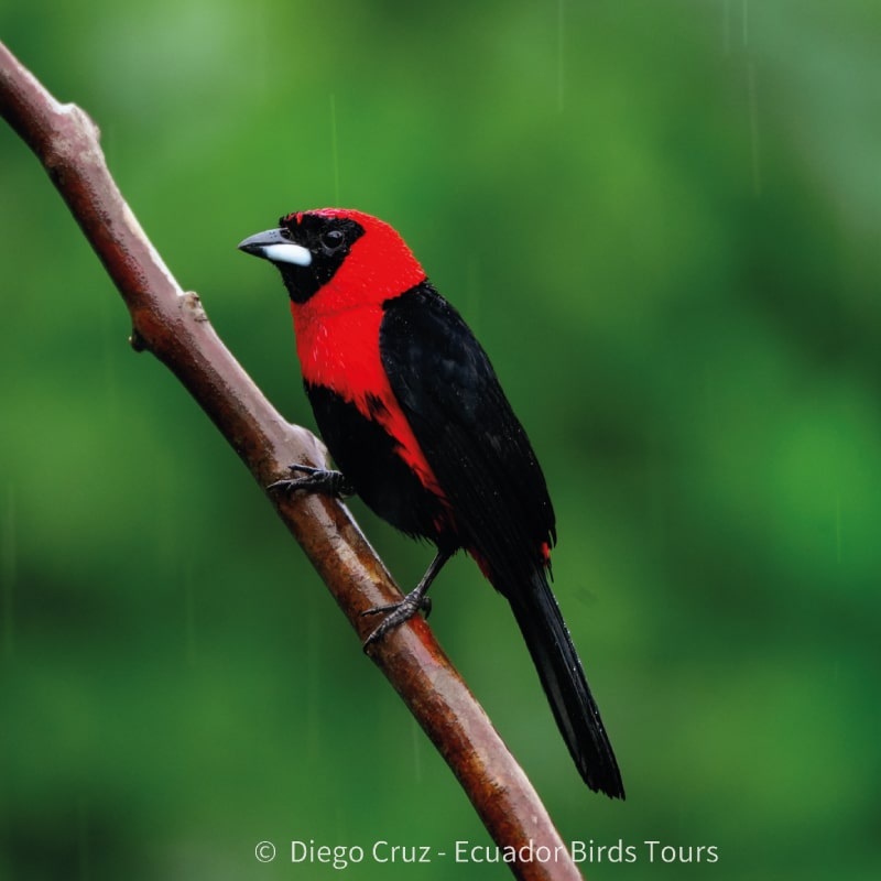wild sumaco birding by ecuador birds tours (7)