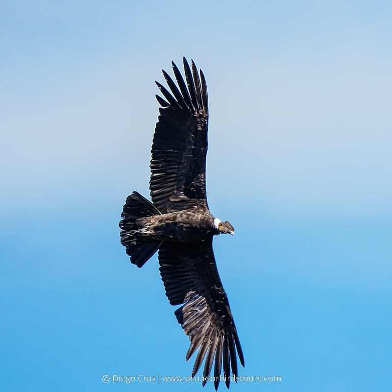 andean condor by ecuador birds tours