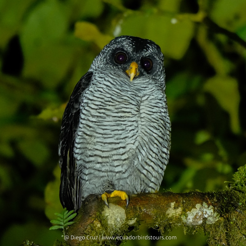 black and white owl by ecuador birds tours