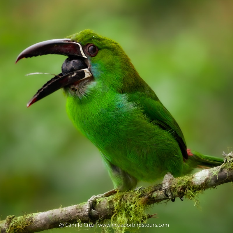 crimson rumped toucanet by ecuador birds tours