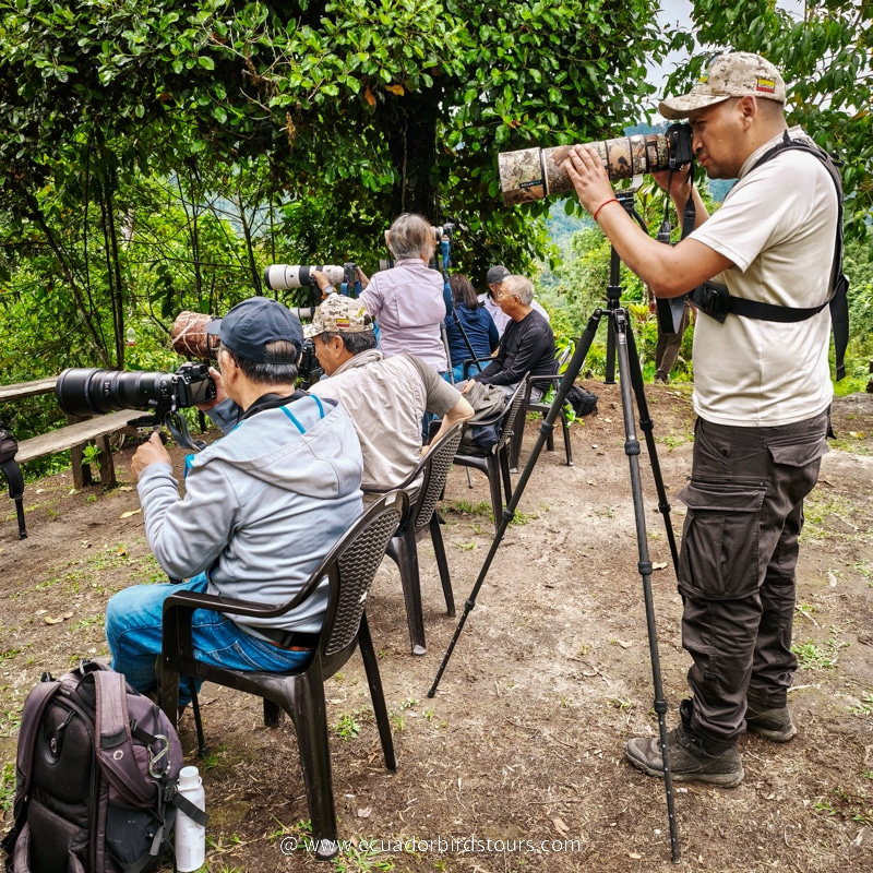 ecuador birds tours 18