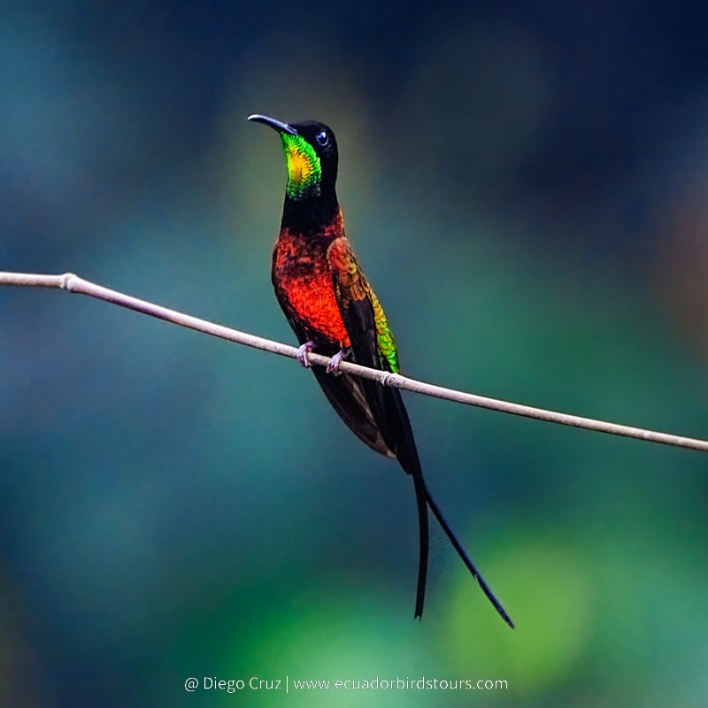 fiery topaz by ecuador birds tours