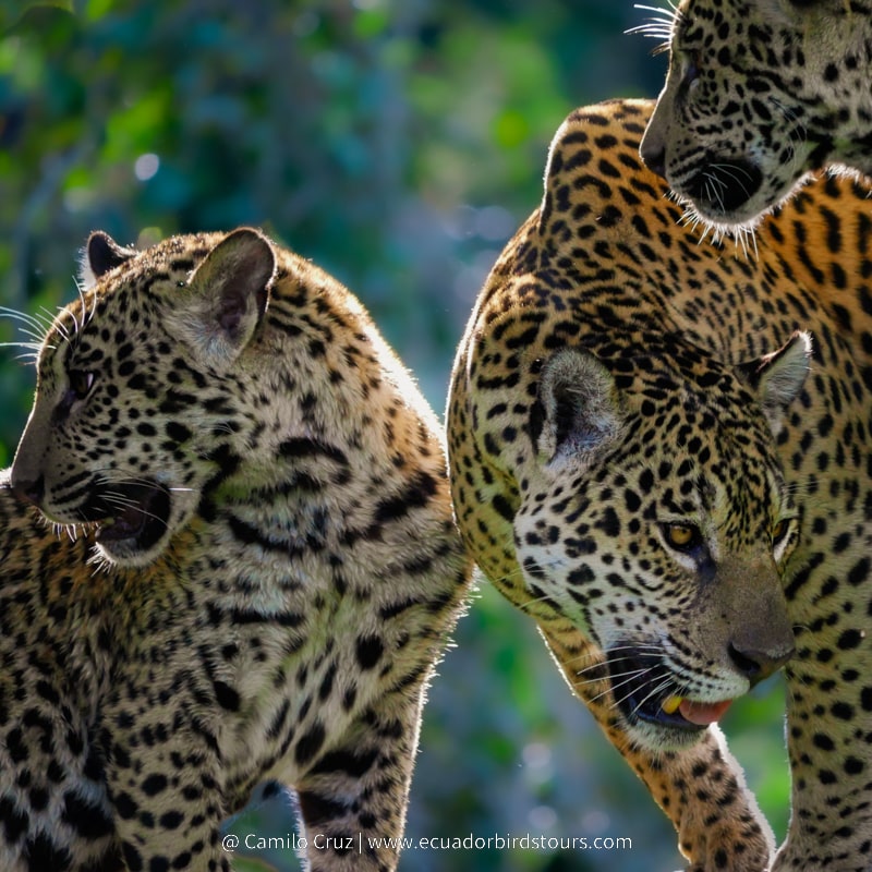pantanal jaguars by ecuador birds tours