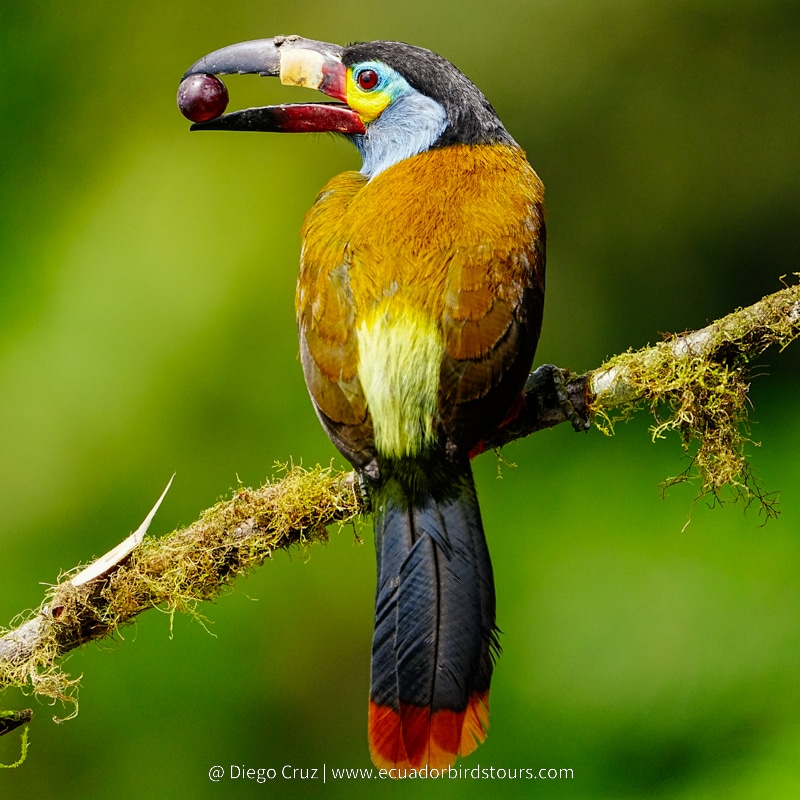 plate billed mountain toucan by ecuador birds tours