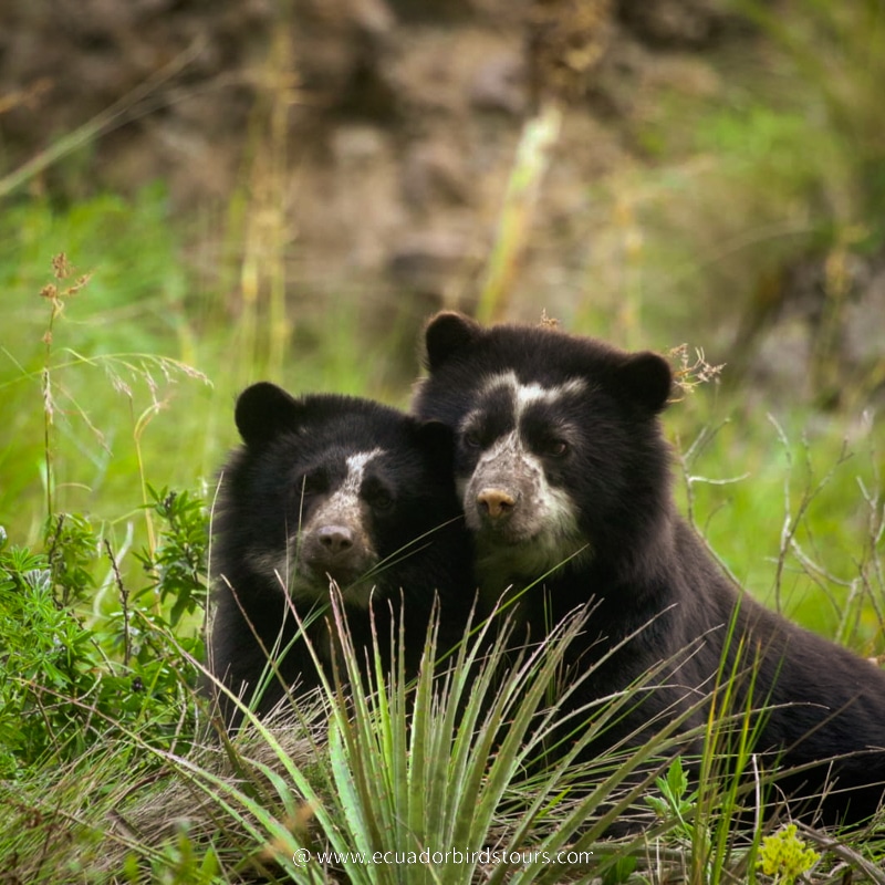 spectacled bear by ecuador birds tours