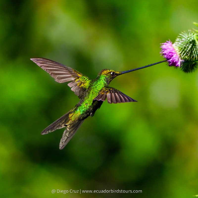 sword billed hummingbirds by ecuador birds tours