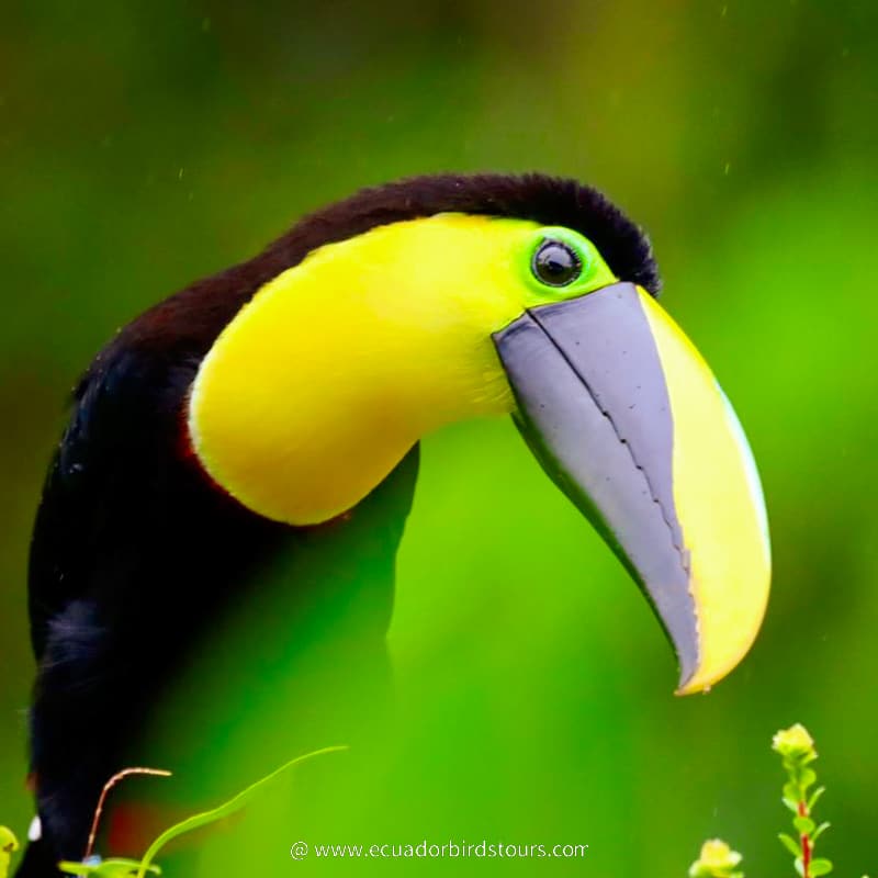 yellow throated toucan by ecuador birds tours