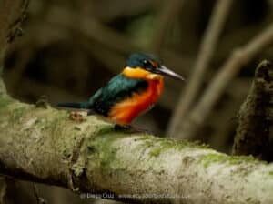 harpy eagle wildlife photography tours ecuador 09